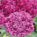 100 Peony Poppy Shades of Purple * 100 Seeds ... seeds galore