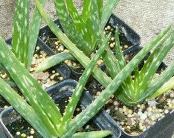 Aloe Vera Live herb plant.