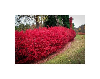Burning Bush, Euonymus alatus, 2 Gallon Potted Plant, Bright Red Color Foliage, Landscaping, Decidious, Vibrant Shrub, Hedge, Beautiful