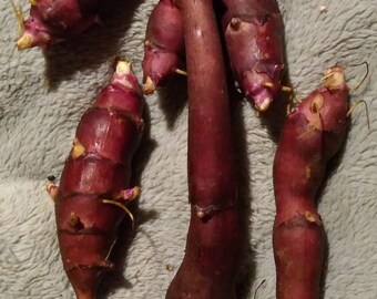 Sunchoke - Variety Pink Crispy - Helianthus tuberosa - Sunroot - Jerusalem Artichoke Tubers for Planting or Eating