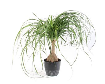 LIVE Ponytail Palm - Bottle Palm - 6" pot - Beaucarnea - Great Indoors - PGH