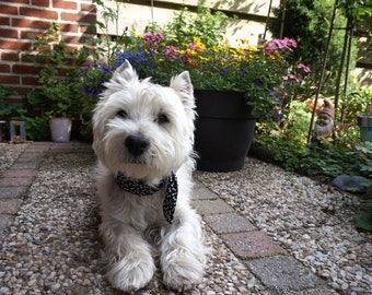 Dog Cooling Collar,Gel Fabric Neck Cooler Bandana Size Small/Medium 12 - 16 inch Black White Dog Bones,West Highland Terrier,Westie iycbrand