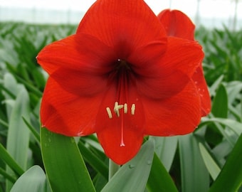 1 Amaryllis Hippeastrum Bulb Red Color Perennial Summer Flower