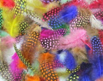 set of 20 Guinea fowl feathers