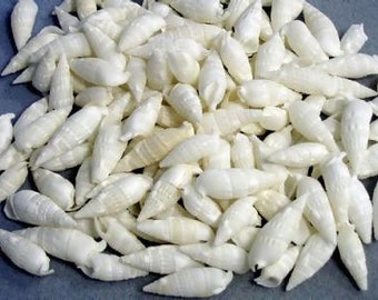 White Cerithium Shells Case pack 25