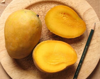 Edward variety live grafted mango tree from Puerto Rico