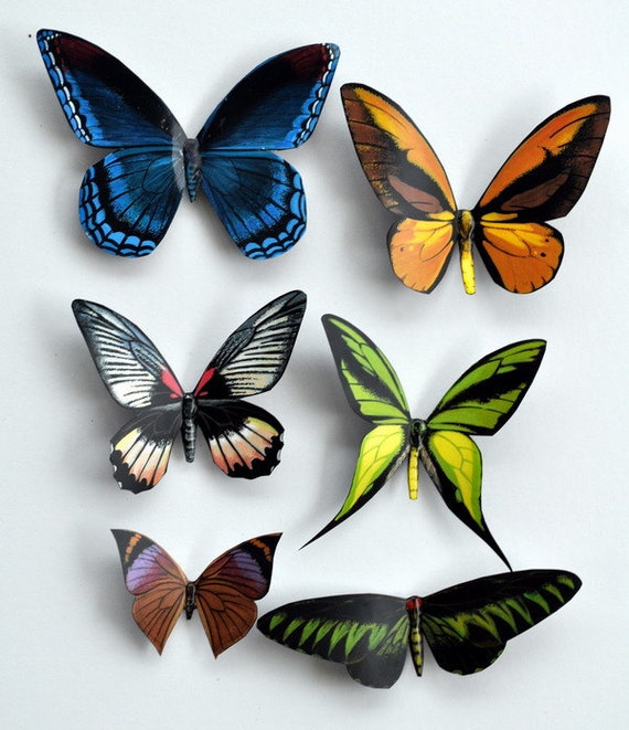 Butterfly Insects Set of 6 Refrigerator