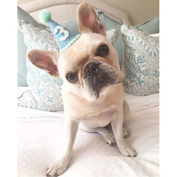 Dog || Dog Crown || Party Hat || Dog Hat || Animal Hat || Birthday Hat || Pet Birthday || Cat Kitty Dog Puppy Pig Birthday || Dog Collar