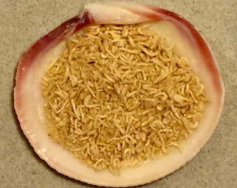 Mysis Shrimp ~ Hermit Crab Food