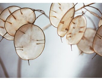Nature Photograph - Lunaria Photograph - Flower Photography - Blue Art - There Is A Song - Fine Art Photograph - Alicia Bock - Floral Art