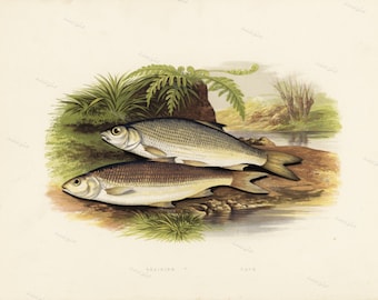 1879 Graining & Dace fish print original antique sea life ocean marine animal print by Rev W. Houghton British Fresh-Water Fishes