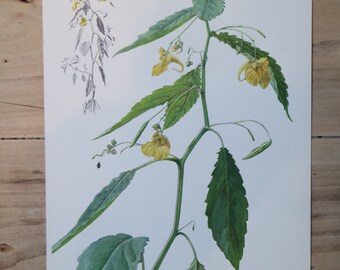 Vintage Plant Teaching Board: Large Herb