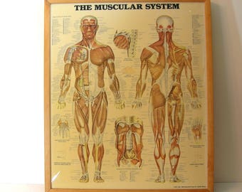 antique anatomy anatomical chart medical print 20 anatomical chart co