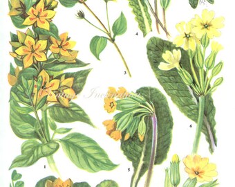 Vintage Botanical Print Antique FLOWERS, plant print botanical print, bookplate 27 art print, yellow plants plant wall