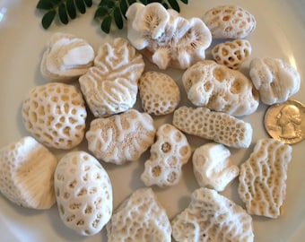 Fossil Coral Rocks, Natural White Coral Fossils, Very Old Fossils, Bulk Small Fossils, Aquarium Decor, Embedded Coral Rocks, Fish Tank Decor