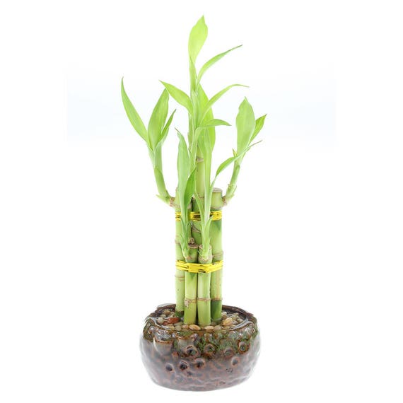 Lucky Bamboo 5 Stalk Arrangement & Green Two Tone Oval Pot