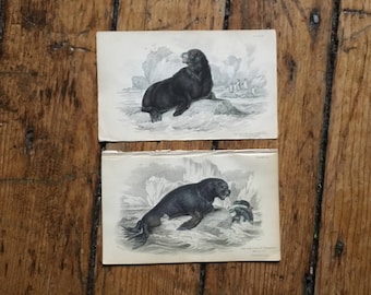 c.1833 ANTIQUE SEAL PRINTS - original antique sea life prints - Jardine animal prints - marine mammals - set of 2 hand colored engravings