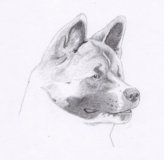 Japanese Akita Signed Personalized Original Pencil Drawing