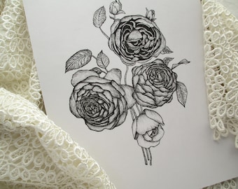 Peony Flower Illustration Giclee Print