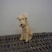 Vintage 1950s Ceramic White Fox Terrier Dog, Puppy, Figurine, Retro, Kitsch, Collectible, Display, Gift, Mother, Daughter, Sister, Wife, Nan