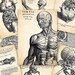 Humani Corporis Fabrica ATC ACEO cards Digital Collage Sheet for Scrapbooking Altered Art Victorian Style / AC35
