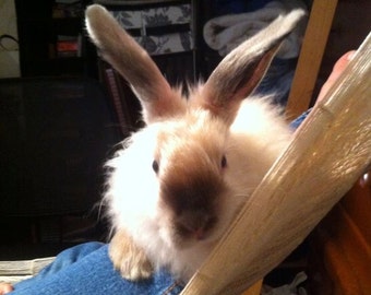 Hand Plucked White / Pearl Satin Angora Rabbit Fiber for Spinning, Knitting, Crochet, or Felting
