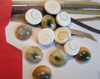 Amazing Operculum Shells, eyeballs of the Ocean, each its own mark of Nature