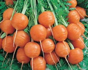 300 Parisian Carrot Seeds Vegetable Seeds