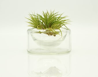 Handmade Glass Air Plant Terrarium