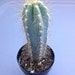 Succulent Blue Candle Cactus, "Pilosocereus azureus", beautiful Candle looking plant.
