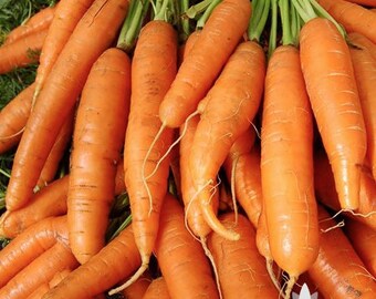 Little Finger Carrot Heirloom Seeds - Non-GMO, Open Pollinated, Untreated