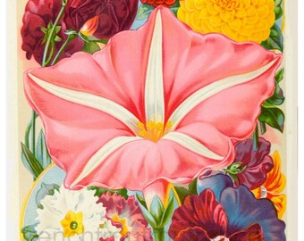 antique victorian botanical print dahlias moonflower pansies primroses DIGITAL DOWNLOAD