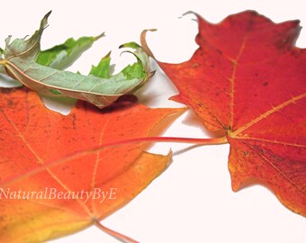 Nature photography, fall, autumn, bright leaves, wall art, nature, fine art, print, seasonal photography, 8x12