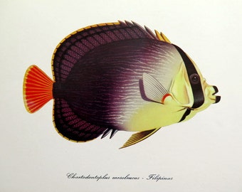 Vintage Red Sea Butterflyfish print, antique FISH color lithograph, 1975 Chaetodontoplus mesoleucus, sea life color engraving, marine animal