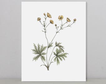 Buttercups | Art Print