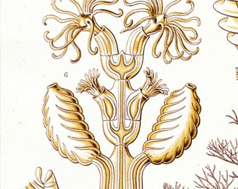 Neptune Plant, Plant Scientific, Neptune Scientific, Plant Neptune, Neptune Drawing, Scientific Drawing, Scientific Plant, Plant Drawing