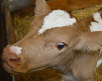 Farm Photography, Cow Photography, Calf Photography, Animal Photography, 8x10, 5x7