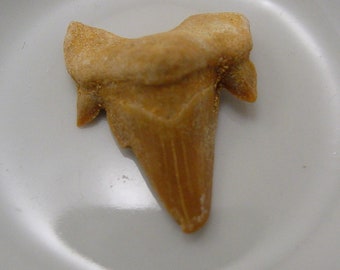 Fossil Shark Tooth Shark Teeth. Extinct. #7073W
