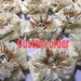 Set of Ivory Burlap Flowers Lace Fabric and Clear Glass Crystal 3" Shabby Chic Fabric Flower