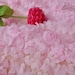 Special listing for L