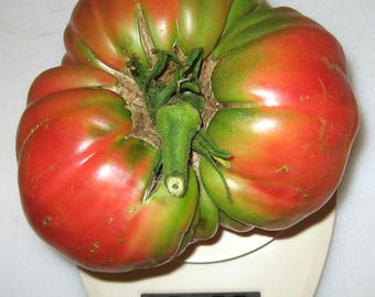 Epstein's Potato Leaf Heirloom Tomato Seeds