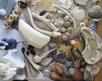 10/20/50 Item Nature Curiosity Collection Grab Bag - Fossil & Mineral Specimen - curio shelf natural curiosity cabinet oddity biology study
