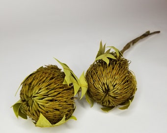 Banksia Baxter preserved/Dried Flower, home decoration