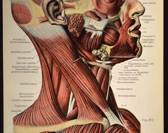 Human Head Wall Decor Human Anatomy Wall Art Print Medical