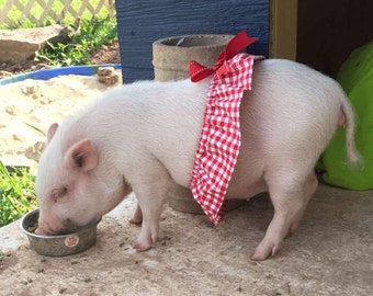 Image result for piglets wearing clothes