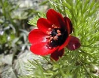 25+ Red Pheasant Eye Adonis / Perennial Flower Seeds