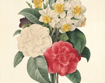 Camellia art print | Etsy