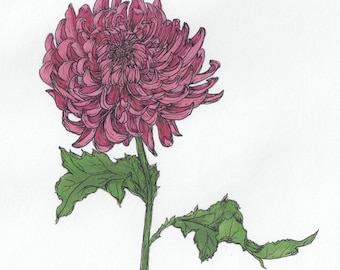 ORIGINAL purple chrysanthemum flower