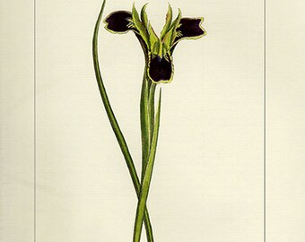 Vintage WIDOW IRIS Botanical Print Antique Flowers 12 green plant print botanical lithograph print bookplate wall art print flower plants