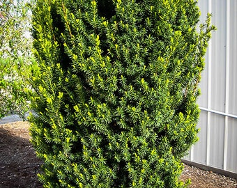 Hicks Yew 1 Gallon